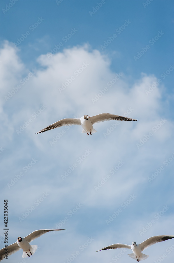 A flock of large, beautiful white sea gulls fly against the blue sky, soaring above the clouds and the ocean, spreading their long wings in sunny weather. Spring photography of birds. A flock of large, beautiful white sea gulls fly against the blue sky, soaring above the clouds and the ocean, spreading their long wings in sunny weather. Spring photography of birds.