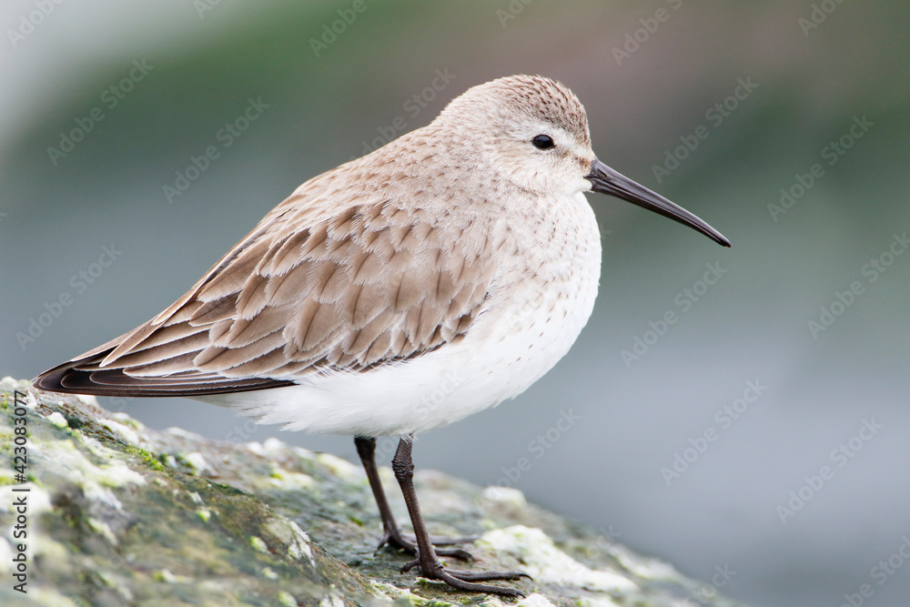 Dunlin (Calidris alpina) on basalt rocks at Barnegat Jetty, USA Dunlin (Calidris alpina) on basalt rocks at Barnegat Jetty, USA