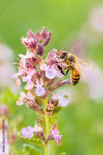 Honeybee © Stephany Taylor