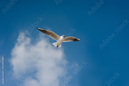 A great Ivory seagull flies against the blue sky, soaring above the clouds, spreading its long wings in the daytime. Summer bird photography.