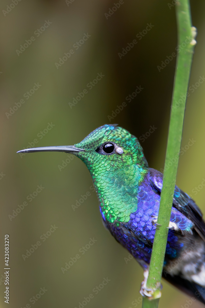 Naklejka premium Male Crowned Woodnymph (Thalurania colombica) on branch with a tick, Alambi Cloudforest, Ecuador