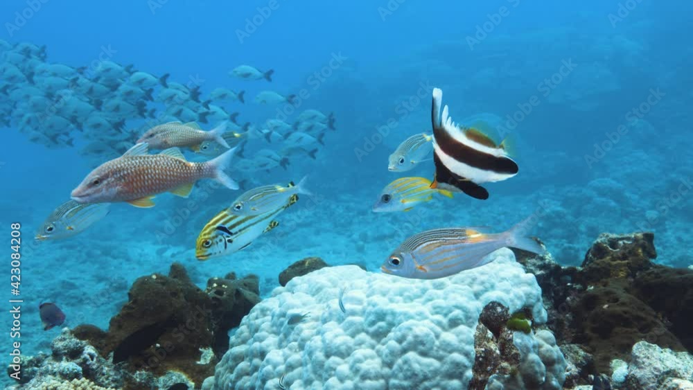 Tropical Sea fish. Coral reef. Underwater life. Great Barrier Reef. Tropical Sea fish. Coral reef. Underwater life. Great Barrier Reef.