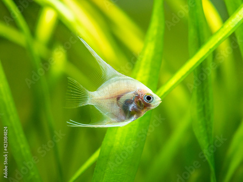 Canvas Print Platinum Angelfish (Pterophyllum scalare) swimming in tank fish with blurred bac