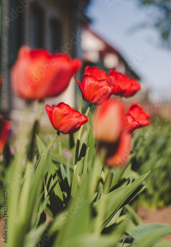 Spring red tulips in garden, growing flowers, springtime floral