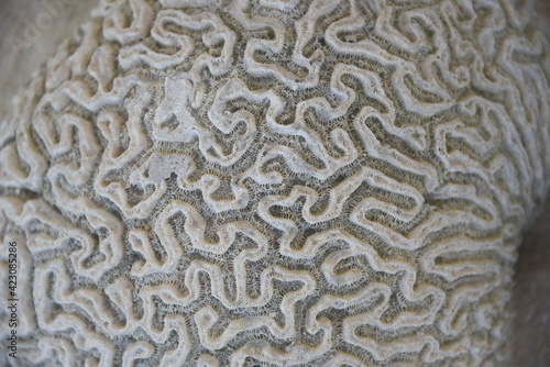 ABSTRACTS- Extreme Close Up of the Details of Brain Coral