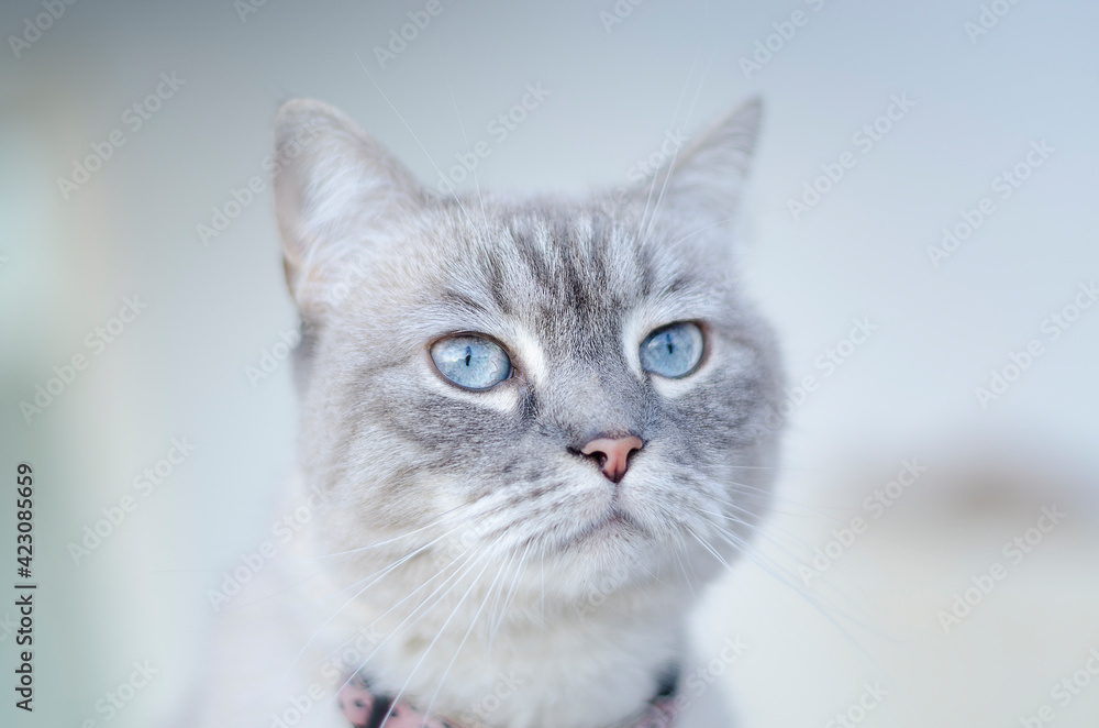 Cat portrait with blue eyes, first plane Cat portrait with blue eyes, first plane