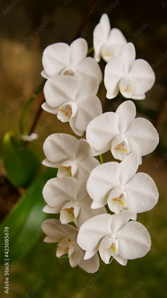 White orchid flowers. Focus is on the front. White orchid flowers. Focus is on the front.