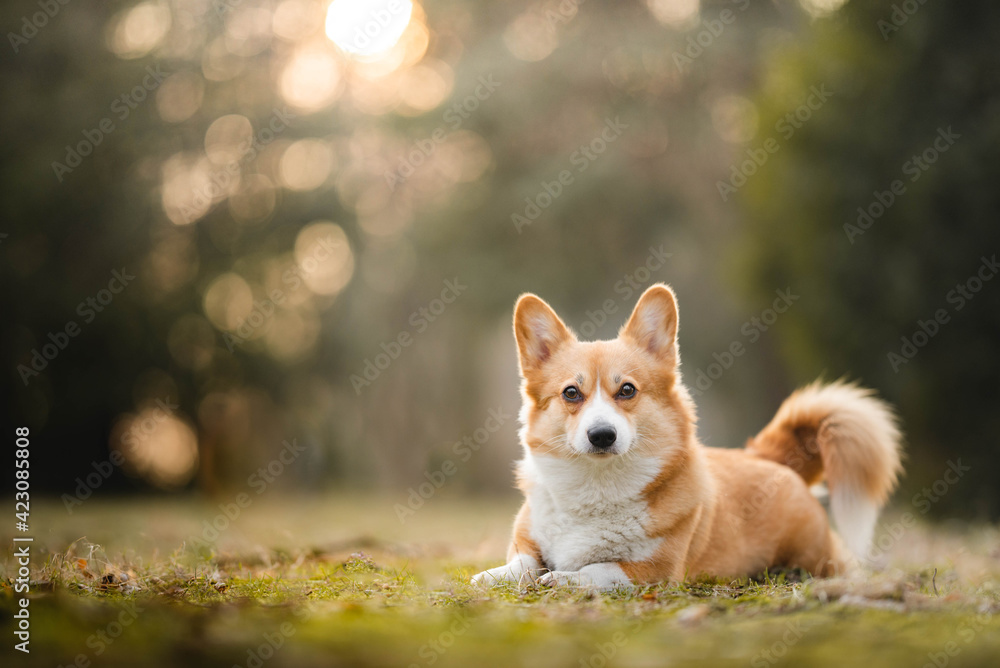 welsh corgi pembroke dog portrait in a sunset golden hour light welsh corgi pembroke dog portrait in a sunset golden hour light