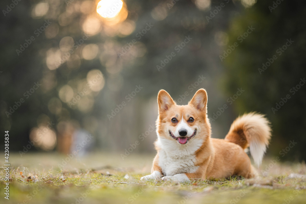 welsh corgi pembroke dog portrait in a sunset golden hour light welsh corgi pembroke dog portrait in a sunset golden hour light