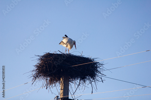 stork in the nest