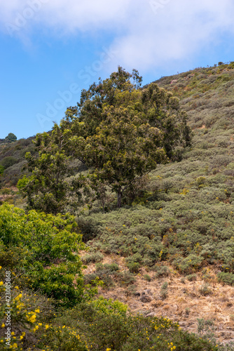 Single tree surrounded by green bushes in the mountains of Gran Canaria