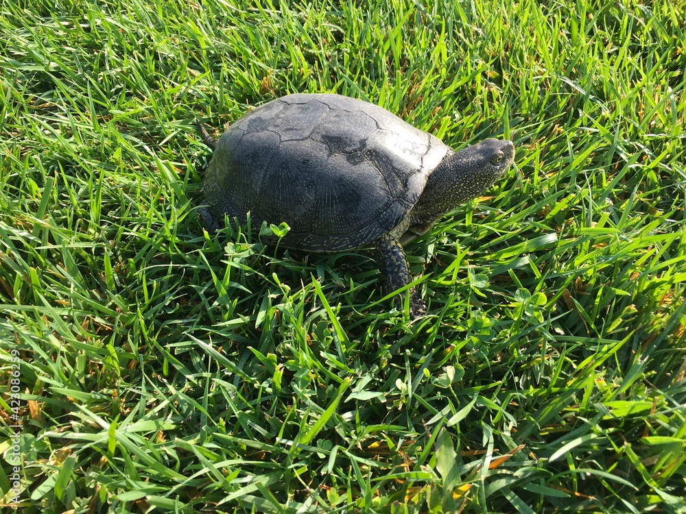 Obraz premium the turtle looks out from under the shell and slowly crawls on the green grass