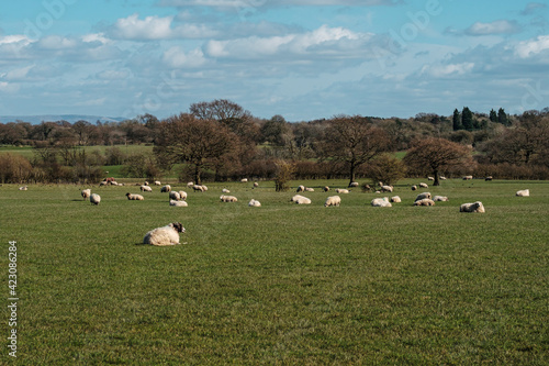Fototapeta Naklejka Na Ścianę i Meble -  Sheep and lamb in the field