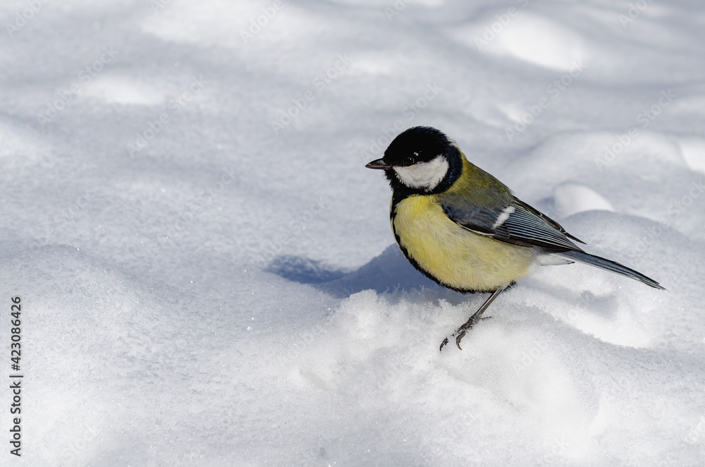The yellow tit sat down in a clearing. The yellow tit sat down in a clearing.