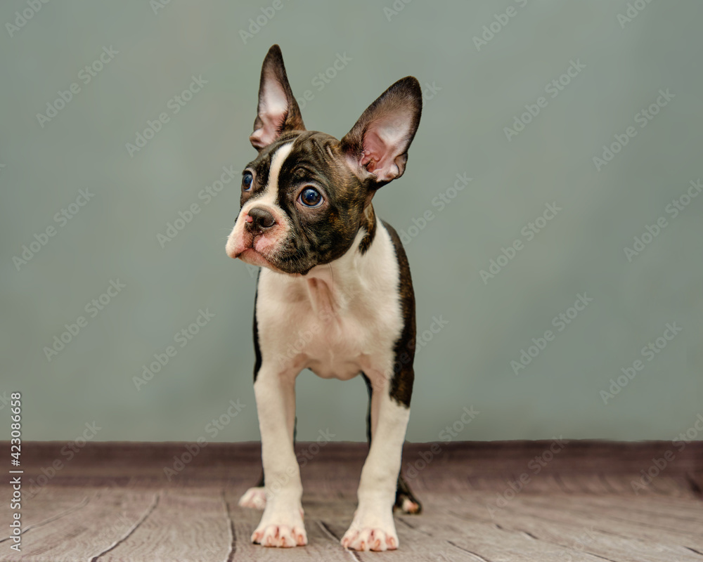 black and white Boston Terrier, on a green background