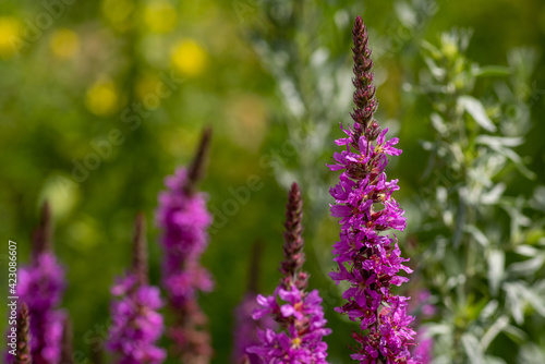 One sharp purple flowering stem of purple loosestrife  lythrum salicaria  in the foreground  several purple flowering stems out of focus in the background  shallow depth of field  selective focus