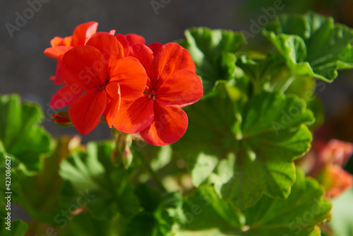 A geranium in bloom © JoseManuel