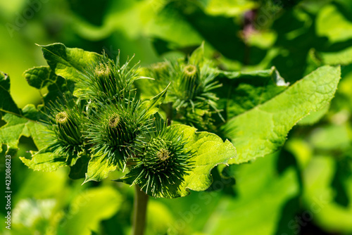 Close-up of the green fruiting stems of the greater burdock  arctium lappa  in sunlight  shallow depth of field  selective focus