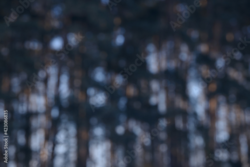 Beautiful soft forest bokeh background. Defocused wild nature wallpaper. Blurred natural abstract image of sky and trees colored with sunlight.