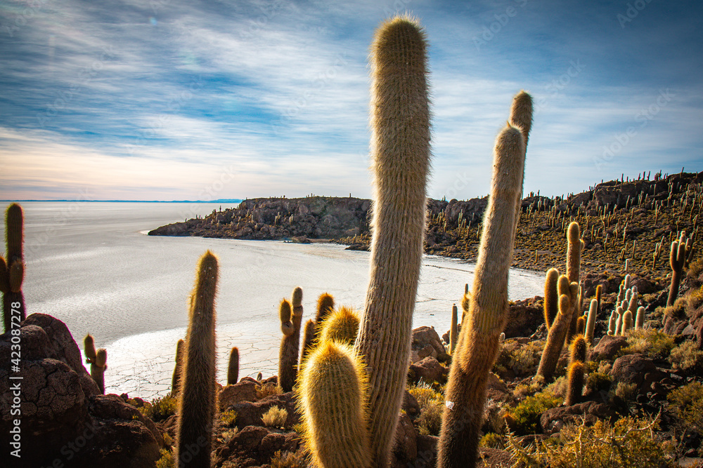 cacti, island of incahuasi, salar de uyuni, salt flats, boliva cacti, island of incahuasi, salar de uyuni, salt flats, boliva
