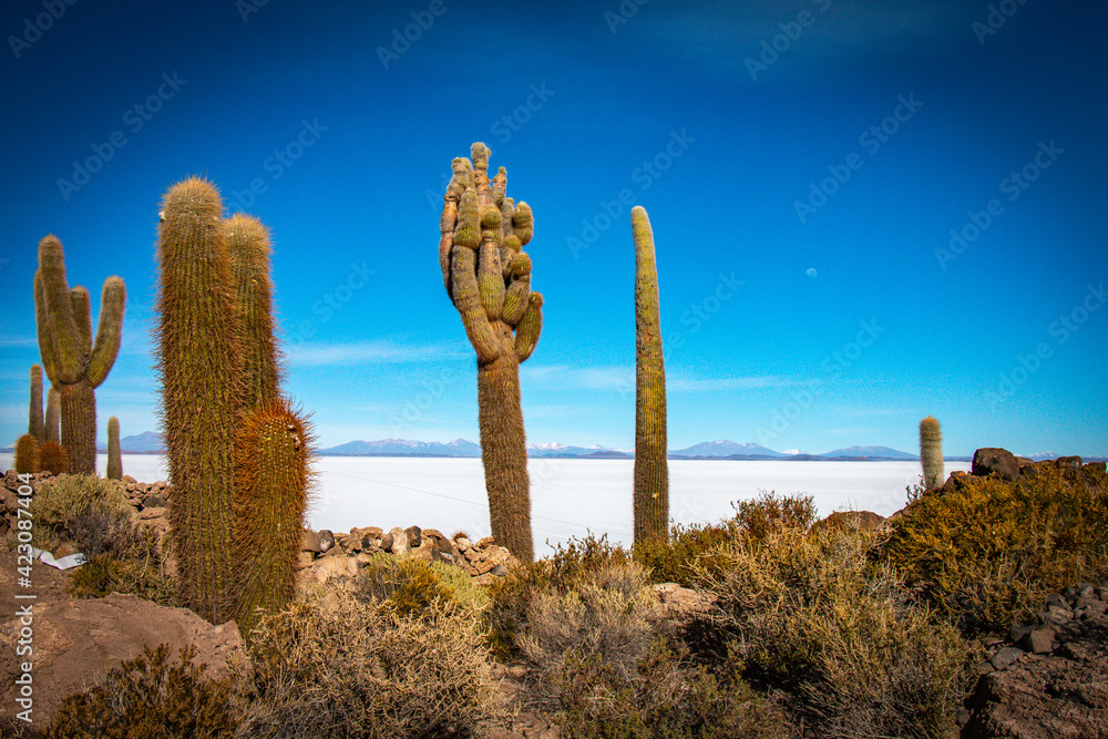 cacti-island-of-incahuasi-salar-de-uyuni-salt-flats-bolivia-stock