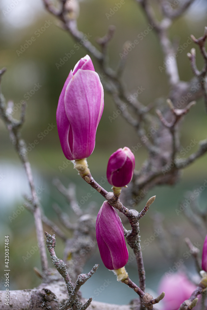 magnolia blossom close-up magnolia blossom close-up