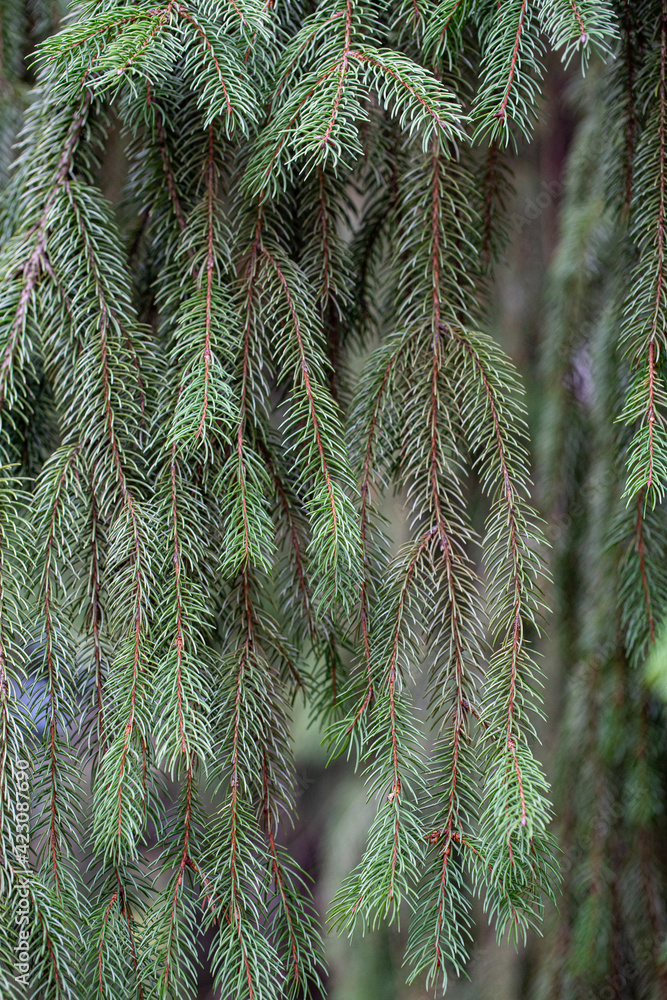 close-up of a spruce branch close-up of a spruce branch