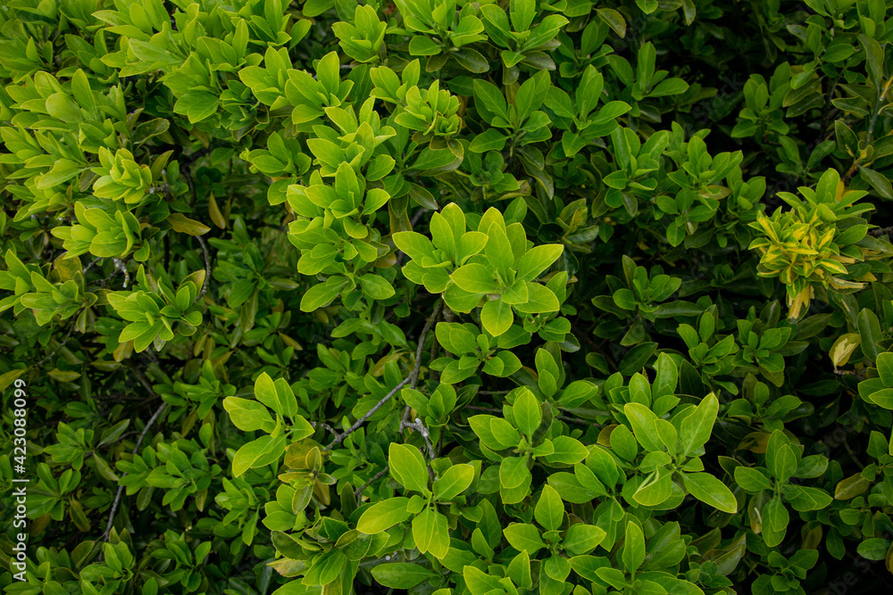 juicy green young leaves in spring juicy green young leaves in spring