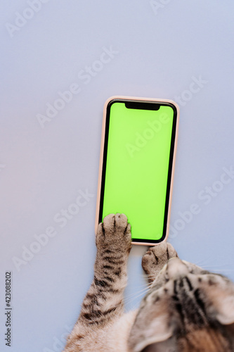 cat paws on chromakey screen of a mobile phone. modern technologies. social networks in the modern world. blue background. the cat uses the phone. copy space, advertising