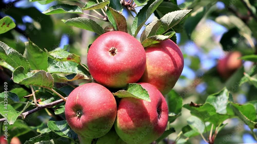 red apples on apple tree
red apples on apple tree