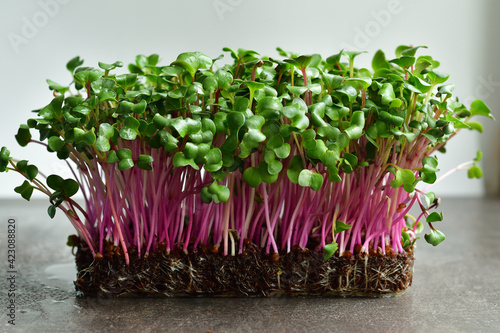 Micro green sprouts of radish on grey background.Spring avitaminosis.