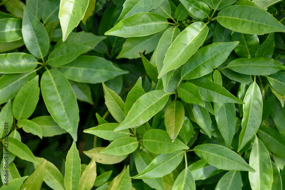 Grean leaaves Grean leaaves