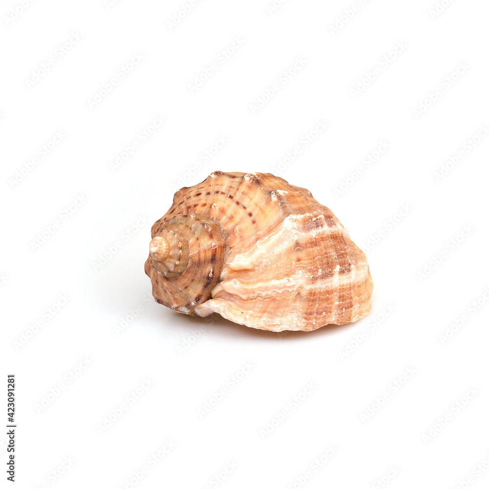 Natural sea shell isolated on a white background