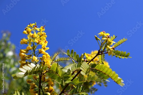 Flowers and leaves of Brazilwood (Paubrasilia echinata) with blue sky in the background.  photo