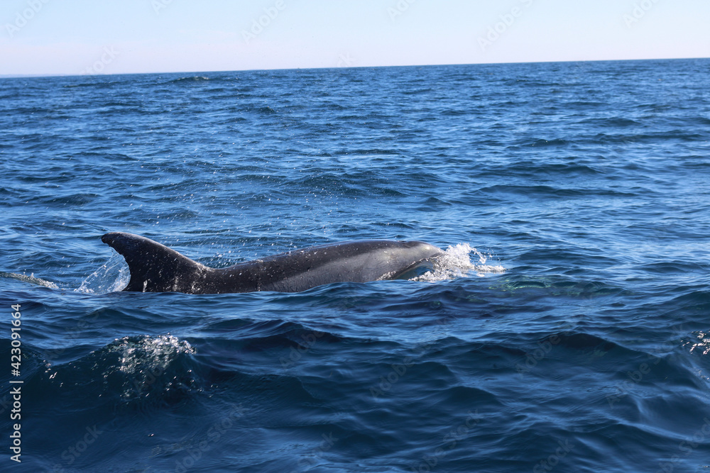 Naklejka premium dolphin in the water