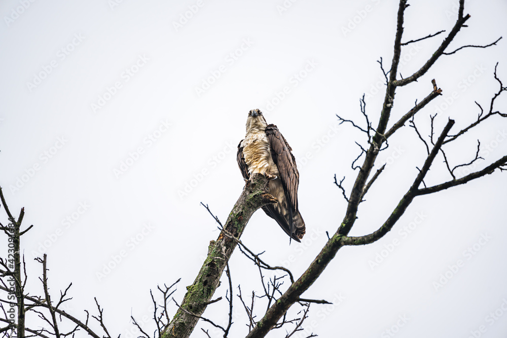 Obraz premium Osprey on branch