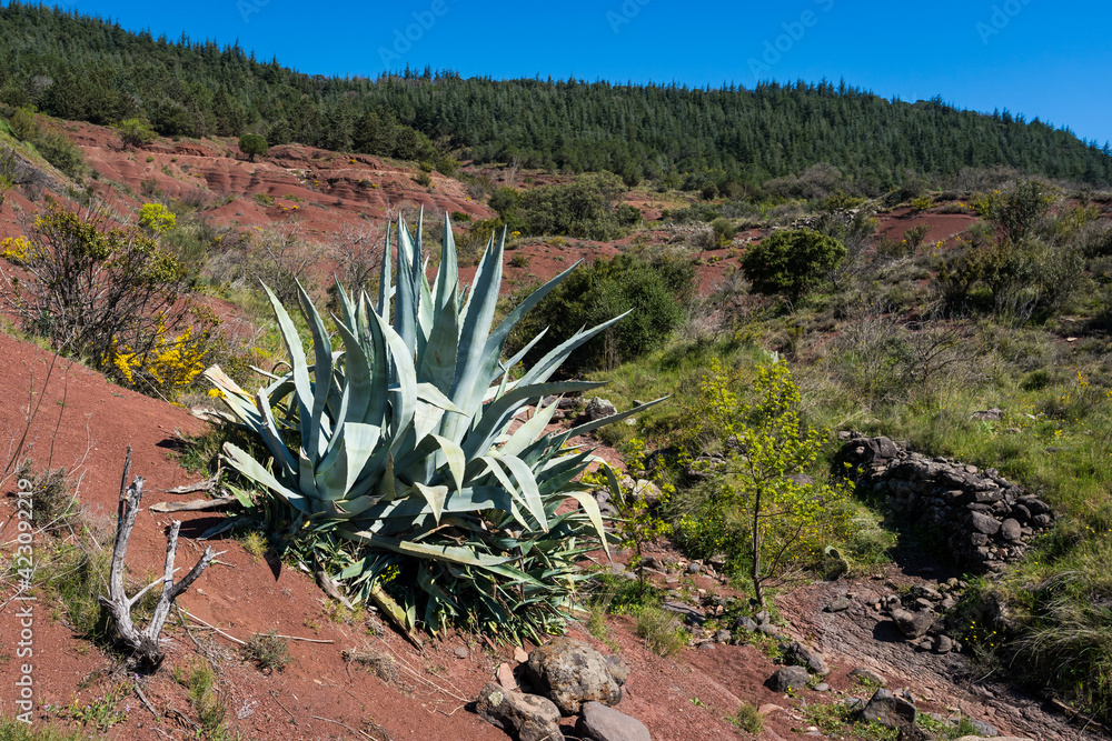 Un énorme cactus au milieu d'un paysage  composé de terre rouge