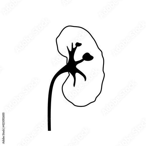 Kidney disease concept