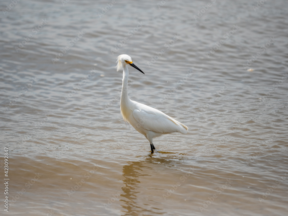Juvenile snowy egret wading in the ocean Juvenile snowy egret wading in the ocean