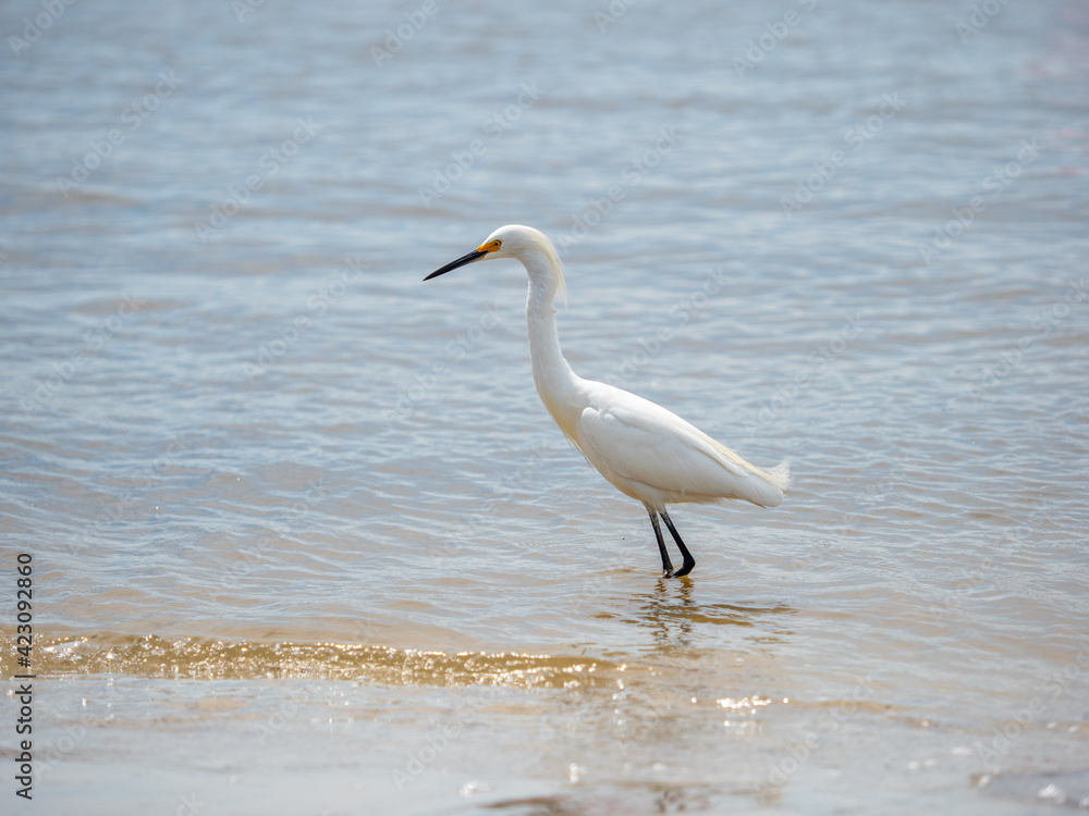 Juvenile snowy egret wading in the ocean