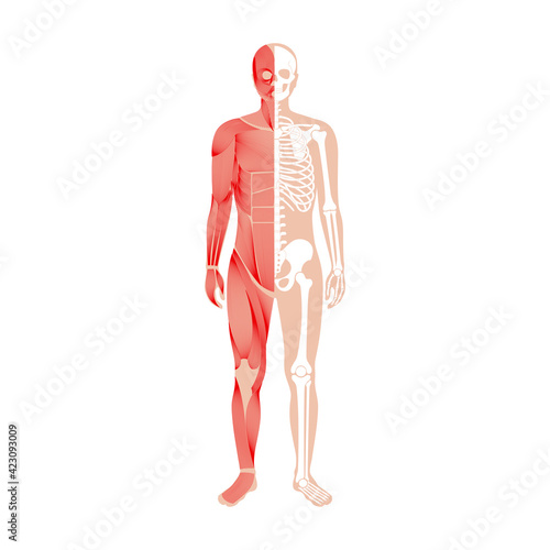 Human muscular system