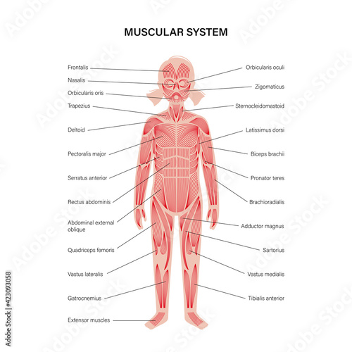 Human muscular system