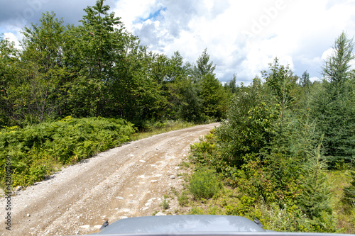 route de gravelle en campagne dans une forêt lors d'une belle journée d'été