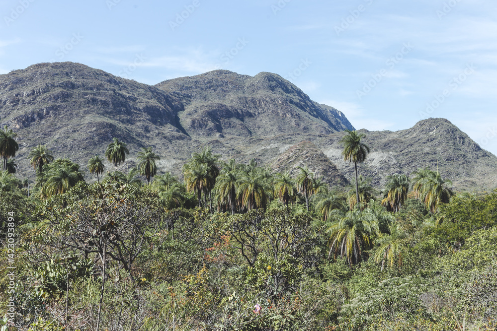 Palm tree forest in center part of Brazil - Minas Gerais. Serra do Cipó. Travel destination