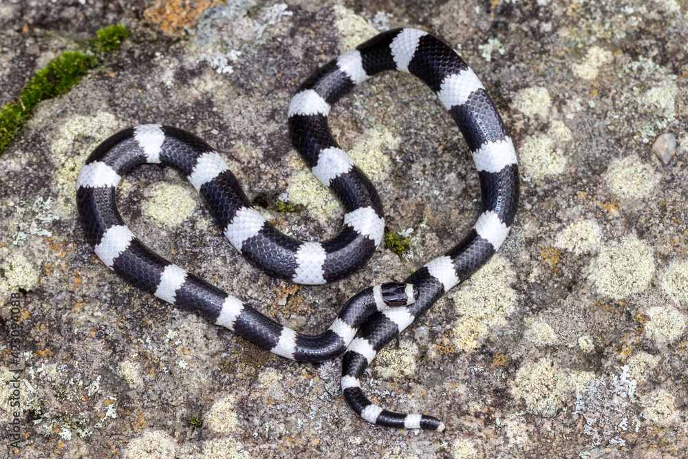 Naklejka premium Bandy Bandy Snake displaying body loops as a means of defence.