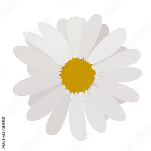 Fototapeta Naklejka Na Ścianę i Meble -  simple flower of blossoming and blooming white chamomile. Vector Illustration