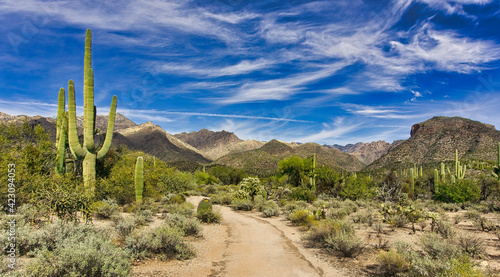 Sabino Canyon Desert Landscapes in Tucson Arizona photo
