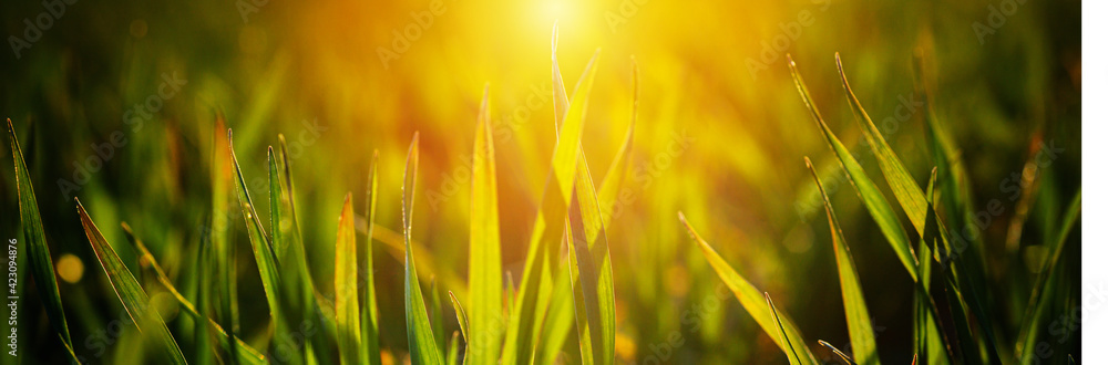 Young wheat seedlings growing on field in black soil. Spring green wheat grows in soil. Close up on sprouting rye on agriculture field in sunny day. Sprouts of rye. Agriculture. Young wheat seedlings growing on field in black soil. Spring green wheat grows in soil. Close up on sprouting rye on agriculture field in sunny day. Sprouts of rye. Agriculture.