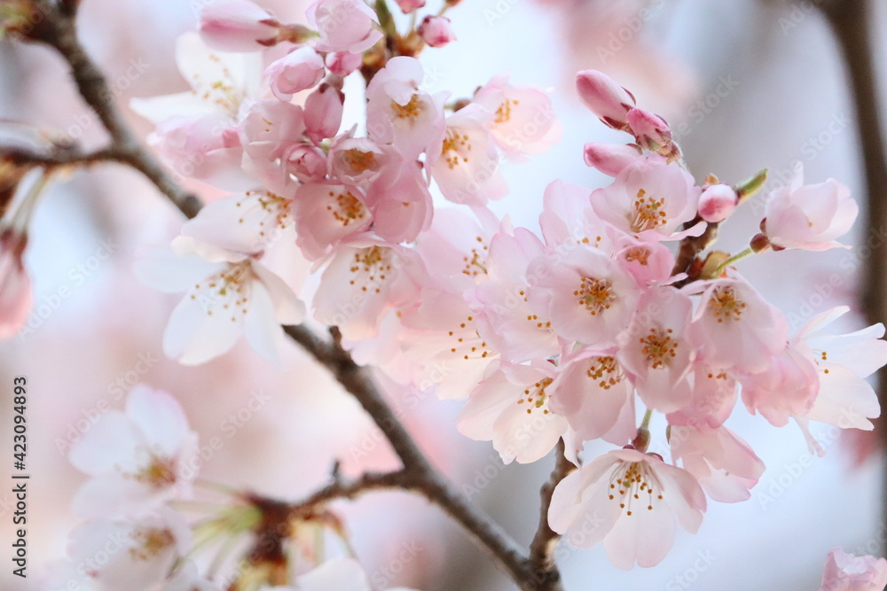 Obraz premium ピンクの花、桜 