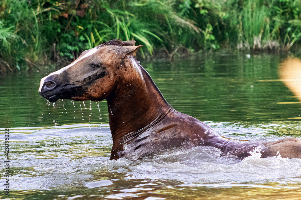 Fototapeta premium Chestnut don breed stallion swimming in the pond in the hot sumer day. Animal portrait. 